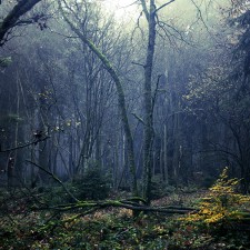 UNTITLED FOREST