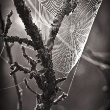 spiderweb-bw