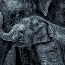 Dalia_Fichmann_Elephant