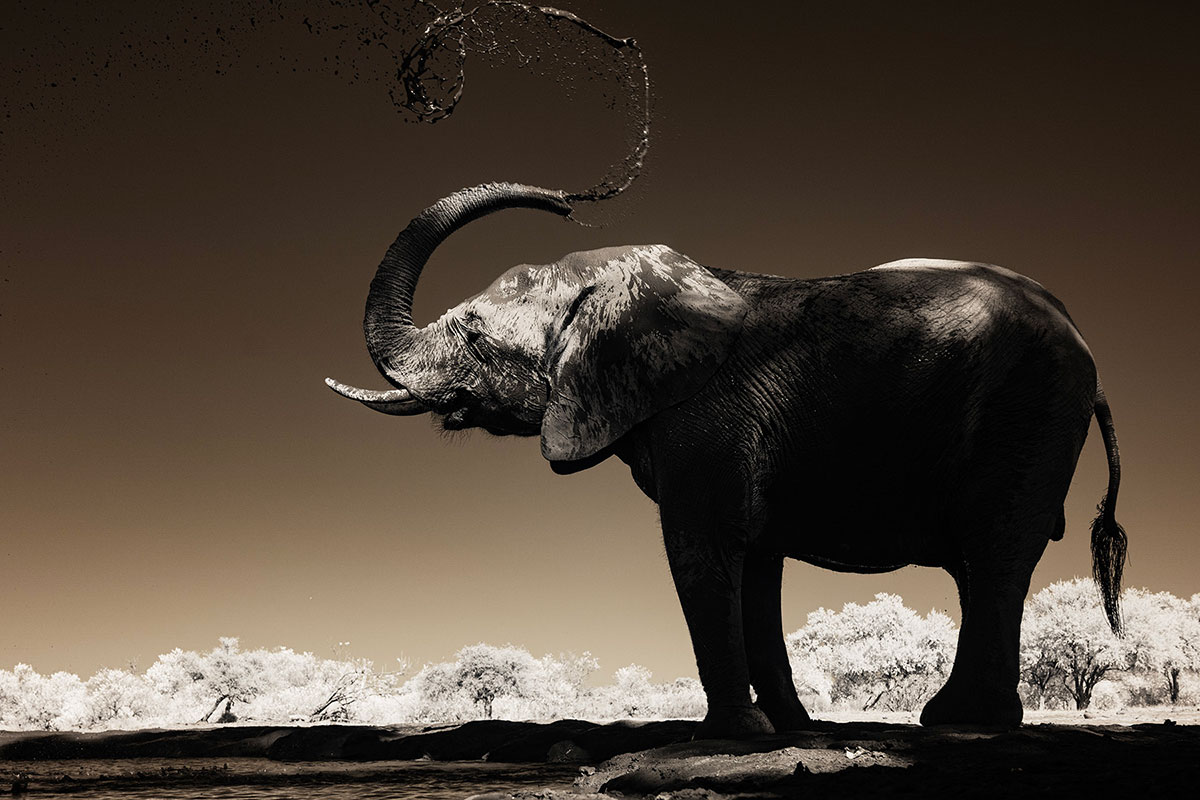 https://www.dodho.com/wp-content/uploads/2024/09/Piper-Mackay-Elephant-AFrica-Infrared-PZ7_8388-copy.jpg