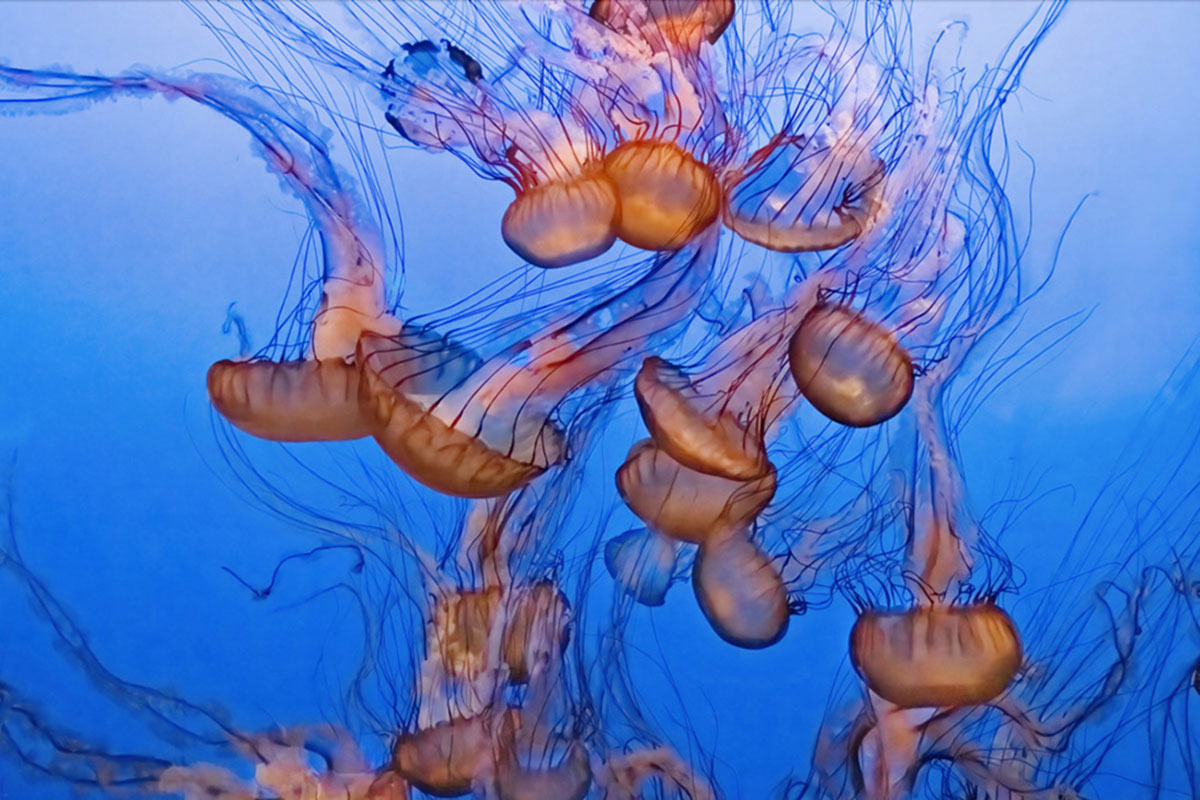 https://www.dodho.com/wp-content/uploads/2024/12/Jellyfish.jpg